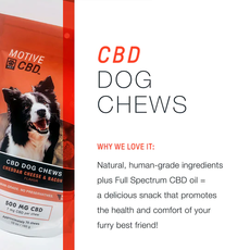 Motive Mini CBD Dog Chews - Cheddar Cheese & Bacon Flavor_CBDee