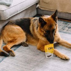 Hempure CBD CBD Pet Chews 2mg_CBDee