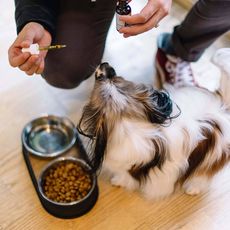 Hempure CBD Pet Drops 250mg_CBDee
