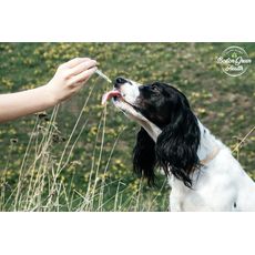 Boston Green Health  CBD Pet Drops - 250mg_CBDee